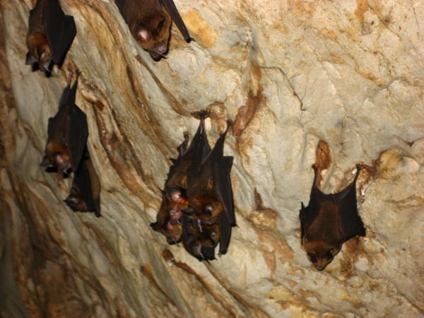 In the bat cave