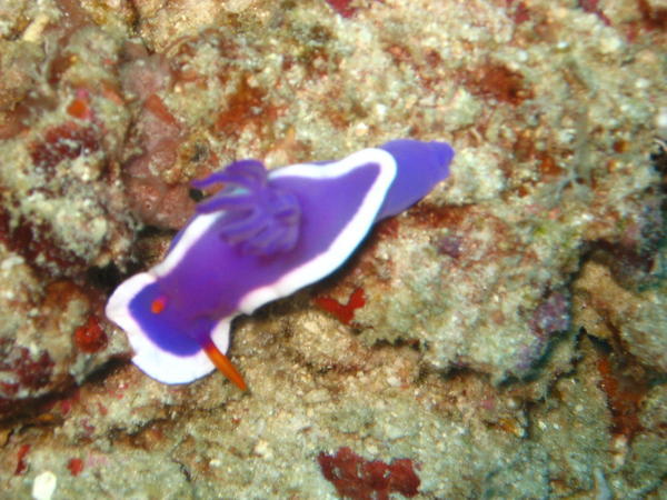 One more Nudibranch