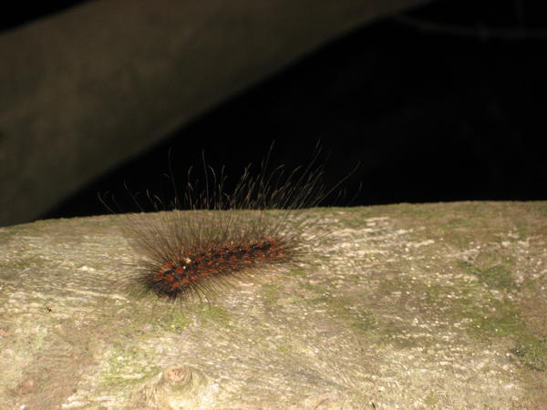 a caterpillar that will leave you itching for a week..