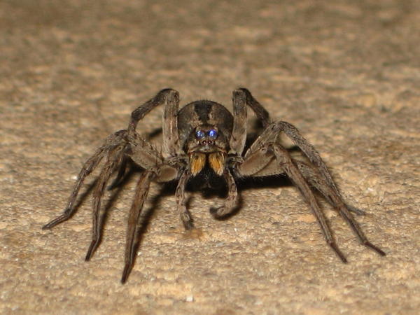 Our first Australian spider