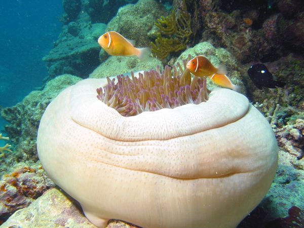 Amazing coral