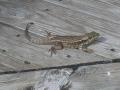 Large lizard - about foot long