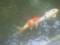 Fish at Garden of the Groves