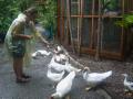 Feeding the ducks in the rain