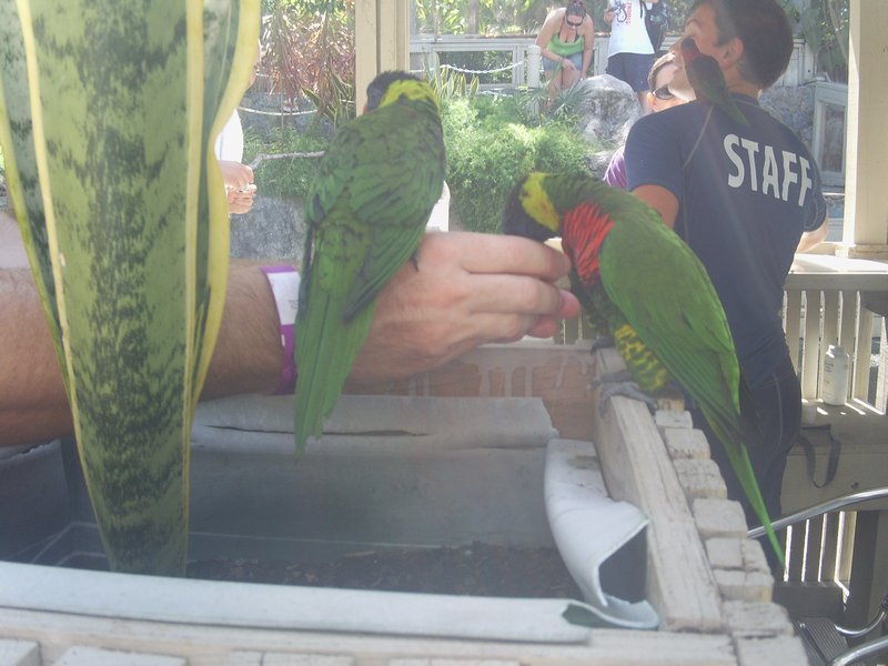 Feeding parakeets