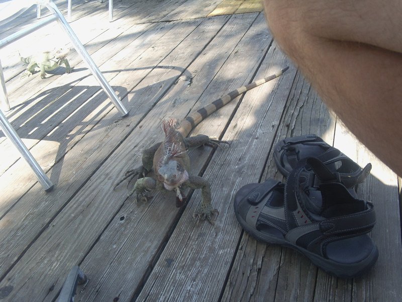Iguana taking Georges shoes