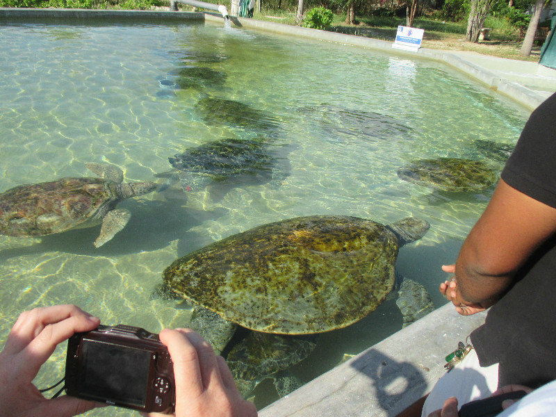 Largest Green turtle in the park