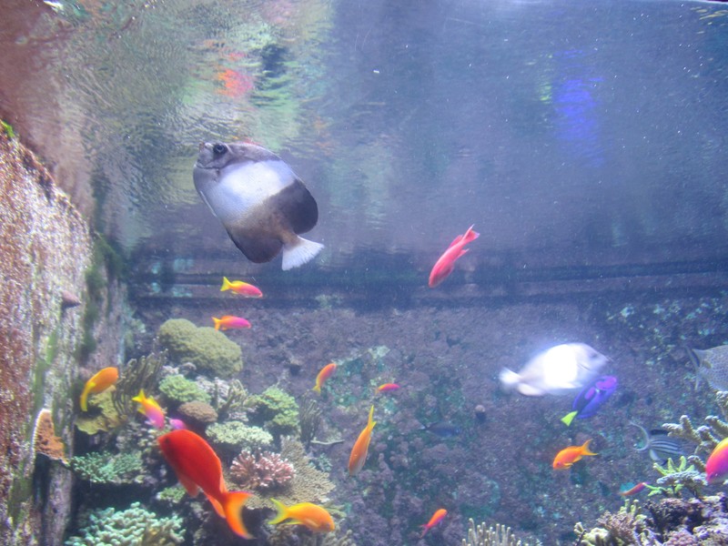 Sentosa aquarium