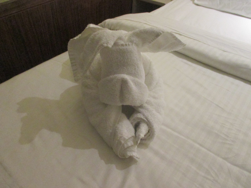 Towel animal for today