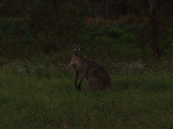 Kangaroo at the Farm