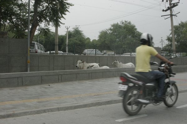 Cows running the streets of Dehli