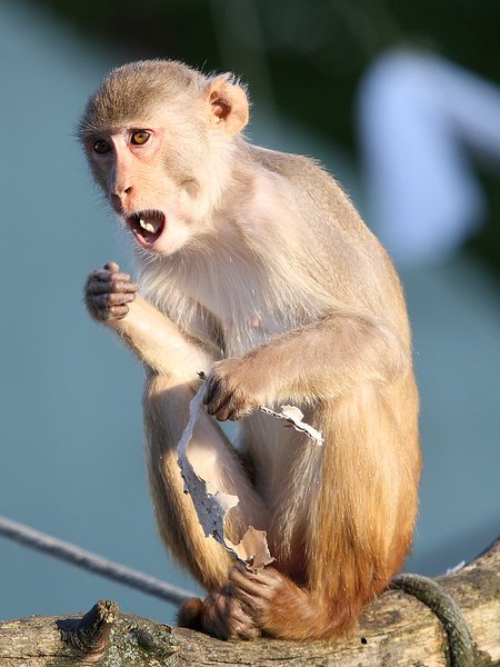 didn't get a pic but the monkey looked similar to this guy