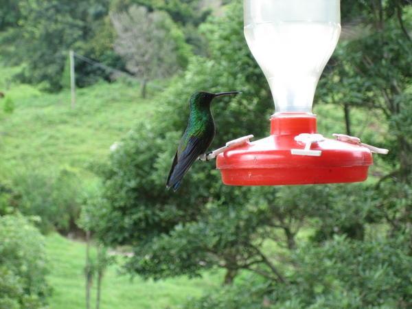 Proper Hummingbird