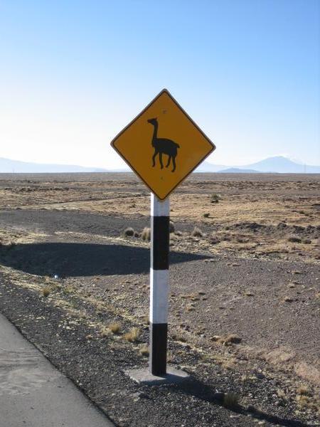 Llamas crossing!
