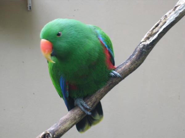 Iguazu Bird Park