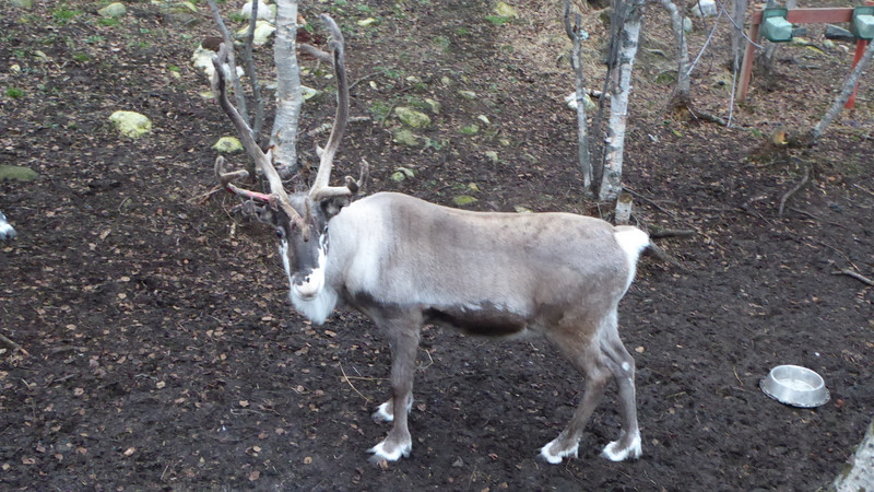 Reindeer II