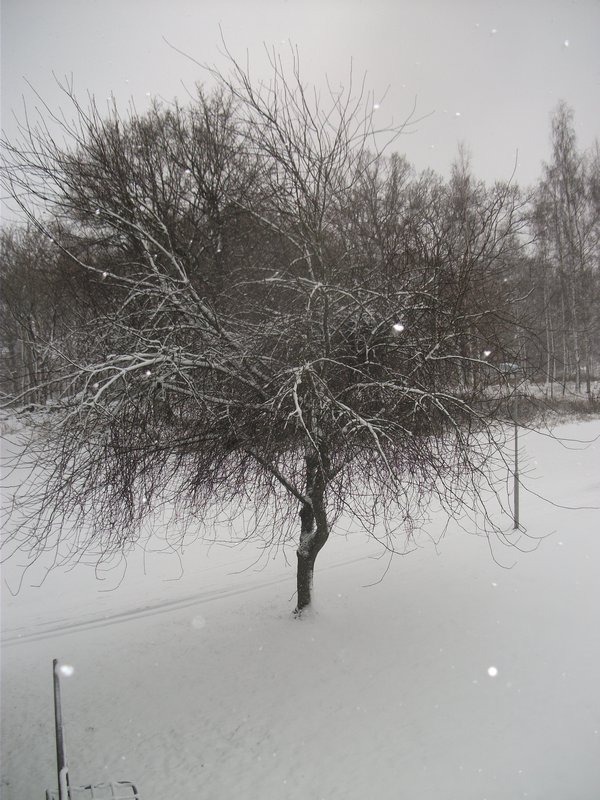 Wintery Tree outside my window