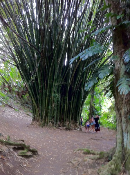 Stand of Bamboo