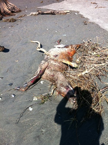 Dead deer on beach
