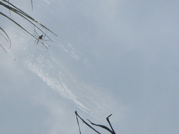 Orb weaving spider