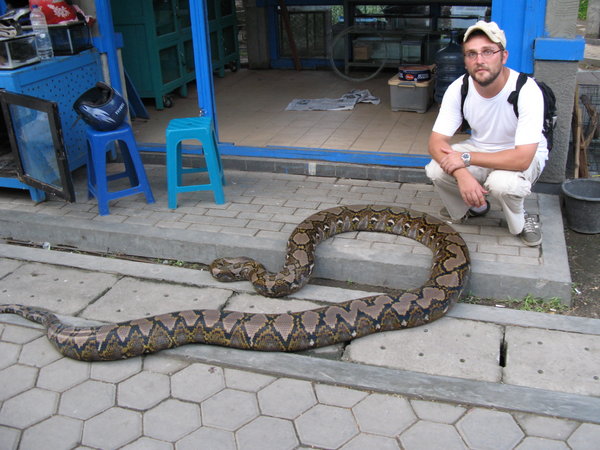 Bogden & the snake