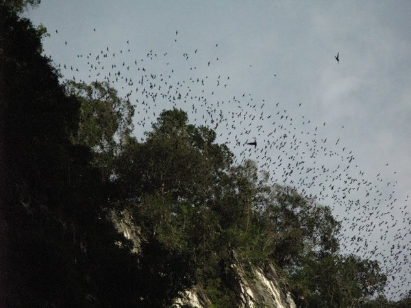 Bat exodus