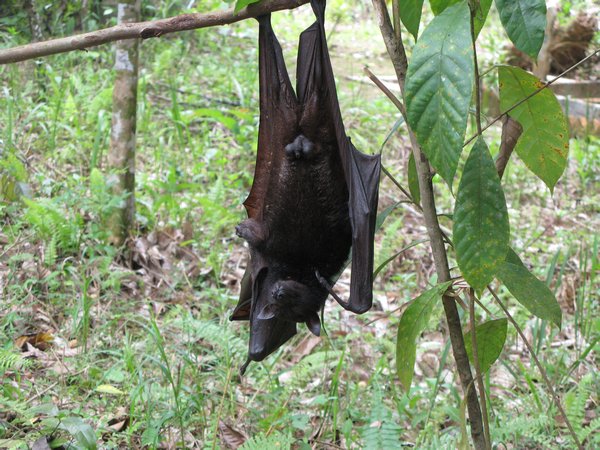 Fruit bat - male obviously...