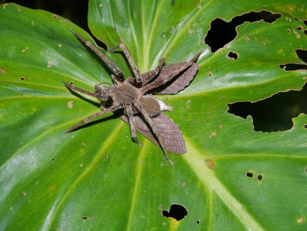 Wandering Spider eating huge Hawk Moth