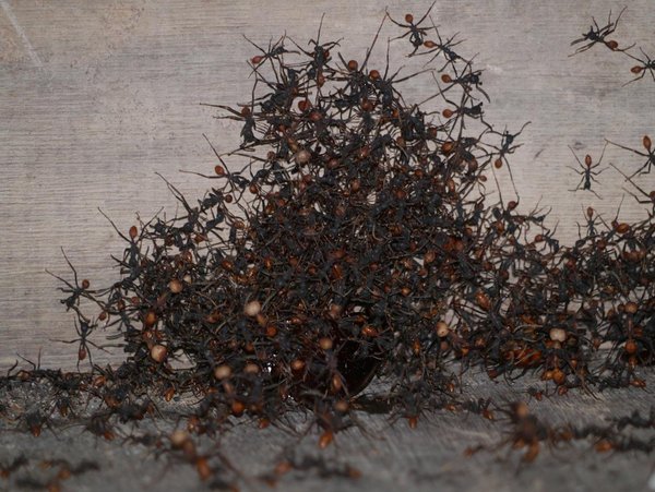 Army Ants devouring Cockroach