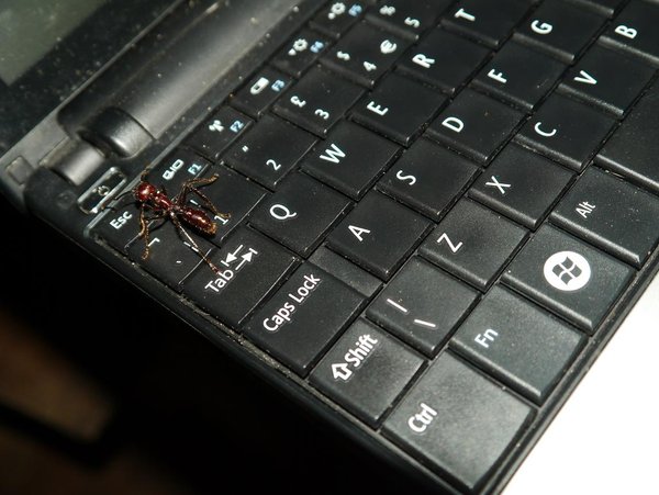 Bullet Ant Vs my keyboard