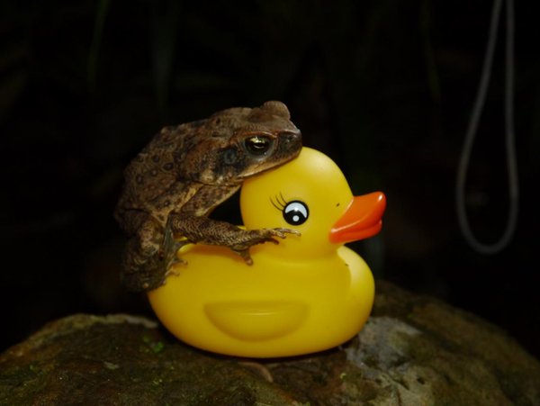 Cane Toad getting frisky
