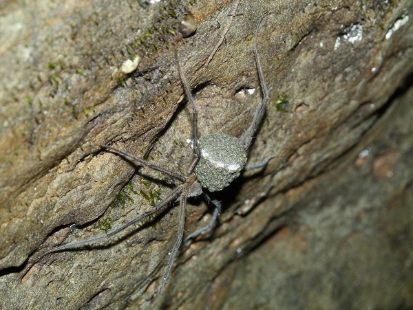 Fishing Spider with babies
