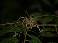 Wandering Spider