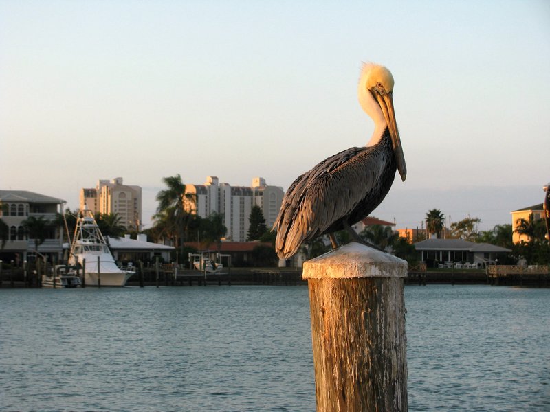 12028-Pelican, Clearwater