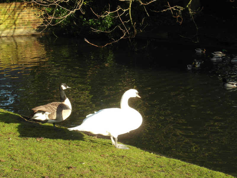 Swan and Goose