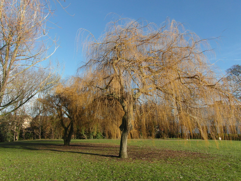 Willow Trees
