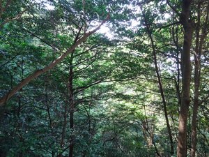 Misen Primeval Forest, Miyajima Island