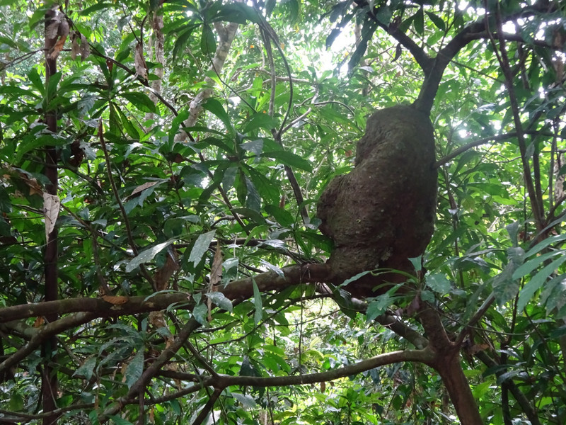 Termite Mound up a Tree