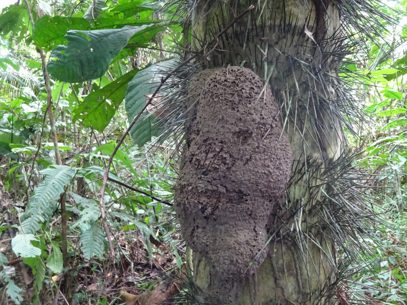 Termite Mound up a Tree, Spikey Bark