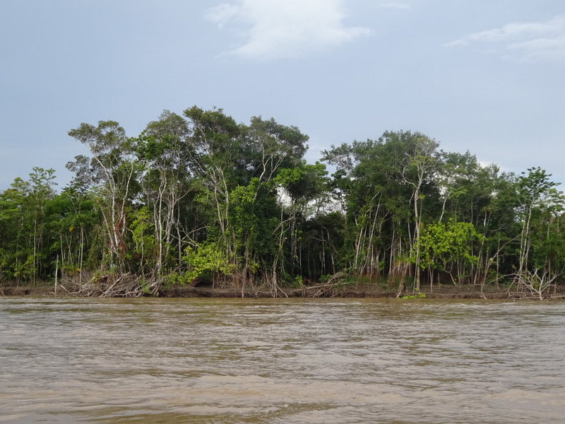 Amazon Jungle