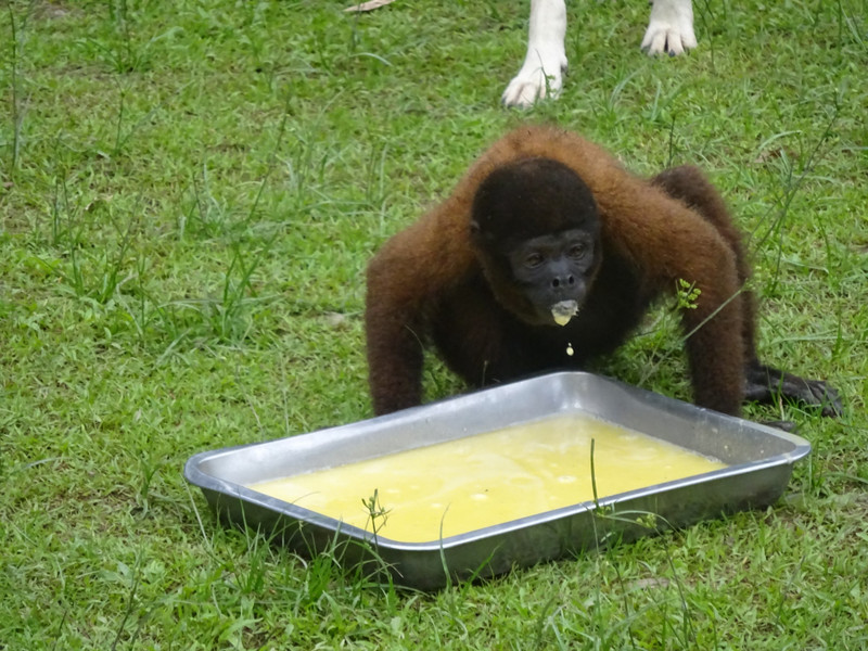 Woolly Monkey Drinking Banana Milk