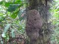 Termite Mound up a Tree, Spikey Bark