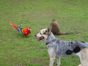 Woolly Monkey, Parrot and Dog