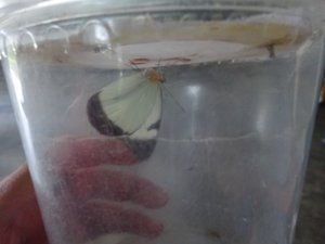 My Butterfly to be Released!