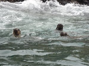 Sea Lions Swimming