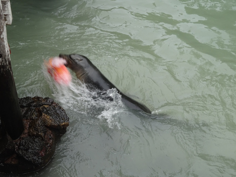 Sea Lion Eating a Fish
