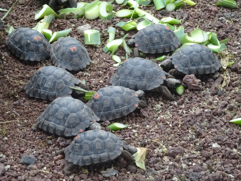 Baby Giant Tortoises