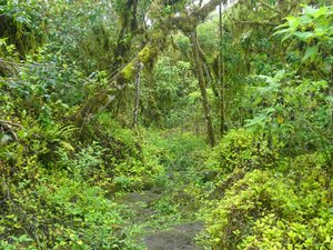Lush Scalesia Forest