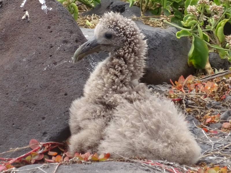 Albatross Chick