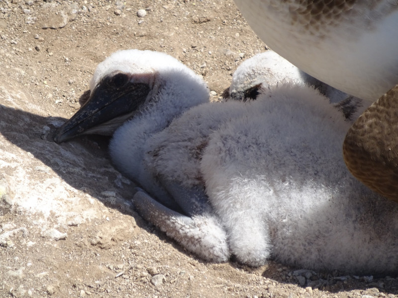 Two Blue-Footed Booby Chicks